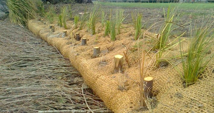 Photo représentant l'activité d'aménagement paysager d'OASURE. On observe la pose d'une toile coco avec à l'intérieur des rondins de bois et des hélophytes plantés. Des fascines de saule dépasse par le devant de cette aménagement.