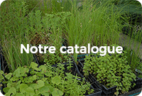 Encadré comportant différentes variétés de plantes vertes avec écrit dessus : Notre catalogue