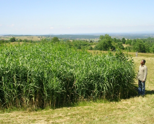 Photo représentant l'activité d'assainissement d'OASURE. On observe une station avec de grands roseaux avec leurs longues tiges vertes.