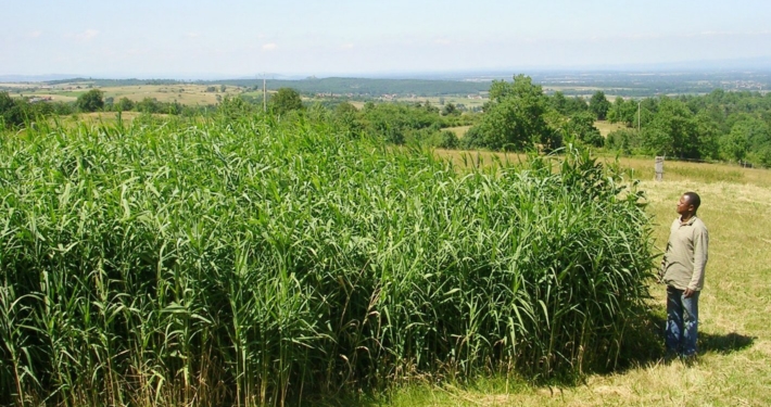 Photo représentant l'activité d'assainissement d'OASURE. On observe une station avec de grands roseaux avec leurs longues tiges vertes.