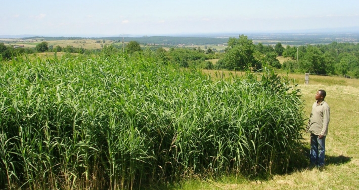 Photo représentant l'activité d'assainissement d'OASURE. On observe une station avec de grands roseaux avec leurs longues tiges vertes.