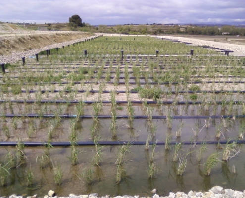 Photo représentant l'activité d'assainissement d'OASURE. On observe une station avec des roseaux fraichement plantés.