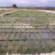Photo représentant l'activité d'assainissement d'OASURE. On observe une station avec des roseaux fraichement plantés.