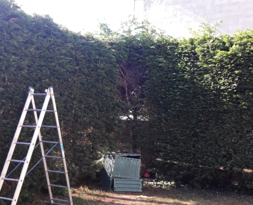 Photo représentant l'activité d'entretien des espaces verts d'OASURE. On observe une grande haie sur deux cotés avec une échelle devant pour pouvoir la tailler.