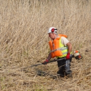 Photo représentant l'activité d'entretien des espaces verts d'OASURE. On observe un salarié en train de faucarder (couper les roseaux) avec une débroussailleuse.