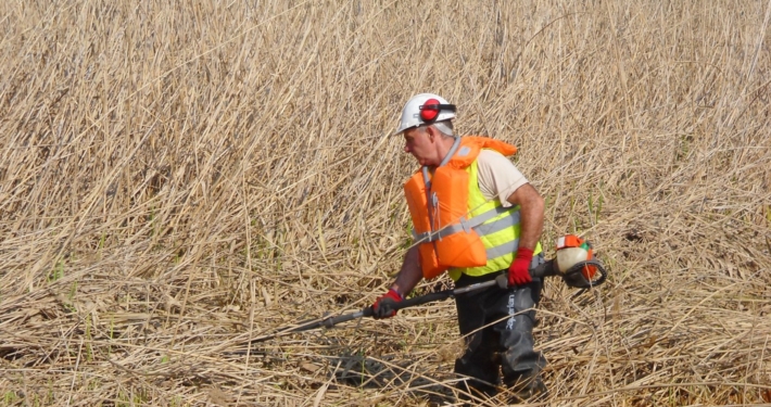 Photo représentant l'activité d'entretien des espaces verts d'OASURE. On observe un salarié en train de faucarder (couper les roseaux) avec une débroussailleuse.