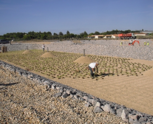 Photo représentant l'activité de plantation de roseaux d'OASURE. Elle est illustré par des salariés en train de planter des roseaux dans la station d'épuration de Mèze