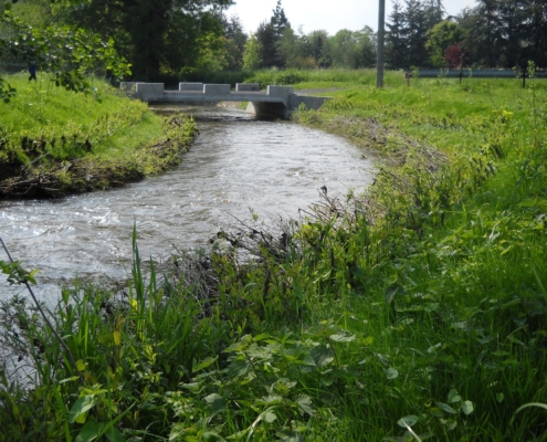 Reprise de la végétation après un aménagement de berge en génie végétal