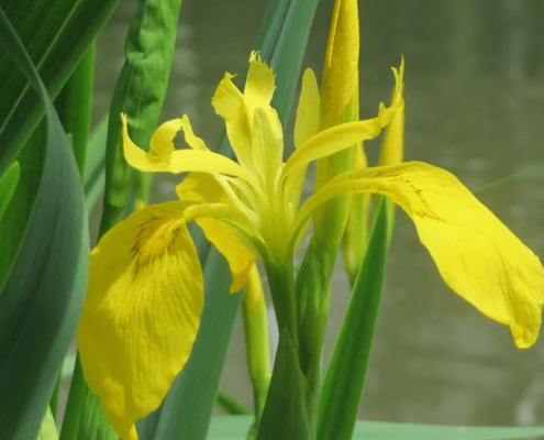 Photo d'un iris des marais prise de près avec ses longues tiges vertes et ses grandes fleurs jaune tombante