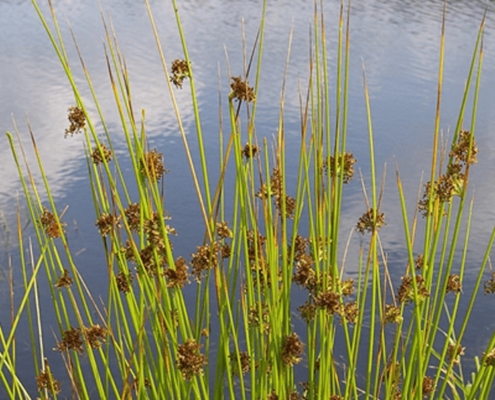 Photo d'un ensemble de joncs en bordure d'eau avec leurs longues tiges verte