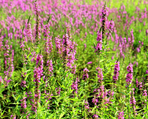 Photo d'hélophytes de type Lythrum salicaria - Salicaire