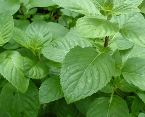 Photo d'une menthe aquatique avec ses feuilles vertes dentelées finement sur les cotés