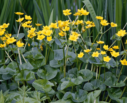 Photo d'un ensemble de populage des marais avec leurs grandes feuilles vertes et leurs fleurs jaune